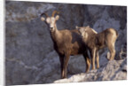 Stone Sheep Eve and Lamb on Rocky Slope by Anonymous