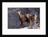 Stone Sheep Eve and Lamb on Rocky Slope by Anonymous
