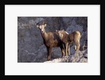 Stone Sheep Eve and Lamb on Rocky Slope by Anonymous