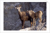 Stone Sheep Eve and Lamb on Rocky Slope by Anonymous