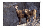 Stone Sheep Eve and Lamb on Rocky Slope by Anonymous