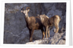 Stone Sheep Eve and Lamb on Rocky Slope by Anonymous