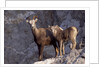 Stone Sheep Eve and Lamb on Rocky Slope by Anonymous