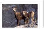 Stone Sheep Eve and Lamb on Rocky Slope by Anonymous