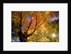 Sunlight Shining Through Sugar Maple Leaf Canopy by Anonymous