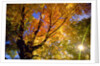 Sunlight Shining Through Sugar Maple Leaf Canopy by Anonymous