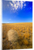 Tumbleweed Rolling over Prairie by Anonymous