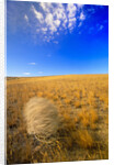 Tumbleweed Rolling over Prairie by Anonymous