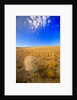 Tumbleweed Rolling over Prairie by Anonymous