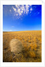 Tumbleweed Rolling over Prairie by Anonymous