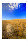 Tumbleweed Rolling over Prairie by Anonymous