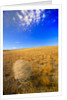 Tumbleweed Rolling over Prairie by Anonymous