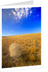 Tumbleweed Rolling over Prairie by Anonymous