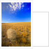 Tumbleweed Rolling over Prairie by Anonymous