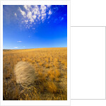 Tumbleweed Rolling over Prairie by Anonymous