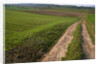 Dirt Road in Farmland by Anonymous