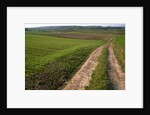 Dirt Road in Farmland by Anonymous