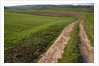 Dirt Road in Farmland by Anonymous