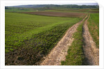 Dirt Road in Farmland by Anonymous
