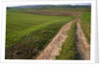 Dirt Road in Farmland by Anonymous