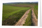 Dirt Road in Farmland by Anonymous