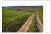 Dirt Road in Farmland by Anonymous