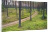 Dirt Road in Pine Forest by Anonymous