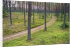 Dirt Road in Pine Forest by Anonymous