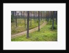 Dirt Road in Pine Forest by Anonymous