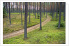 Dirt Road in Pine Forest by Anonymous