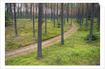 Dirt Road in Pine Forest by Anonymous