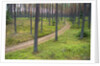 Dirt Road in Pine Forest by Anonymous