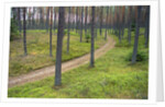 Dirt Road in Pine Forest by Anonymous