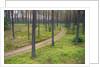 Dirt Road in Pine Forest by Anonymous