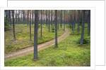 Dirt Road in Pine Forest by Anonymous