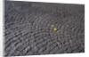 Patterned Cobblestones and Leaves by Anonymous