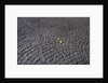 Patterned Cobblestones and Leaves by Anonymous