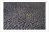 Patterned Cobblestones and Leaves by Anonymous