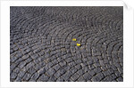 Patterned Cobblestones and Leaves by Anonymous