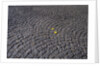 Patterned Cobblestones and Leaves by Anonymous