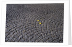 Patterned Cobblestones and Leaves by Anonymous