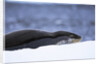 Leopard Seal Resting on Ice by Anonymous