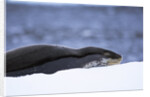 Leopard Seal Resting on Ice by Anonymous
