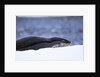 Leopard Seal Resting on Ice by Anonymous