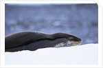 Leopard Seal Resting on Ice by Anonymous