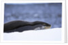 Leopard Seal Resting on Ice by Anonymous