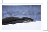 Leopard Seal Resting on Ice by Anonymous
