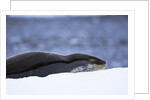 Leopard Seal Resting on Ice by Anonymous