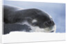 Leopard Seal Resting on Ice by Anonymous
