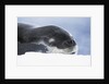 Leopard Seal Resting on Ice by Anonymous